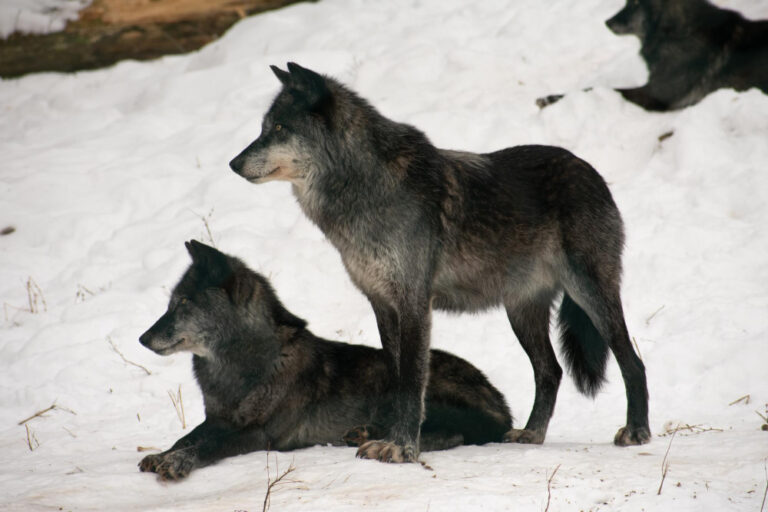 Wolfcontactsshops.com