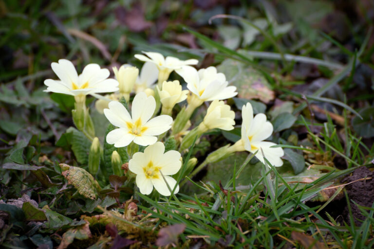 Boylecheloid Flower: History, Meaning, and Unique Symbolism Boylecheloid Flower