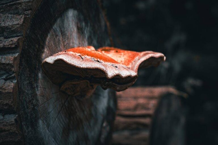 What Is Penile Lichen Sclerosus, and How Is It Treated? Lichen Sclerosus