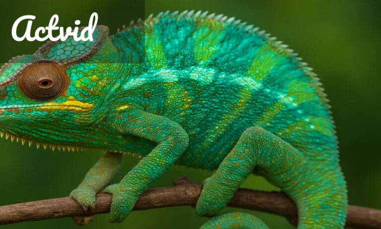 Chameleónovité: a deep dive into the world of nature’s masters of adaptation Chameleónovité