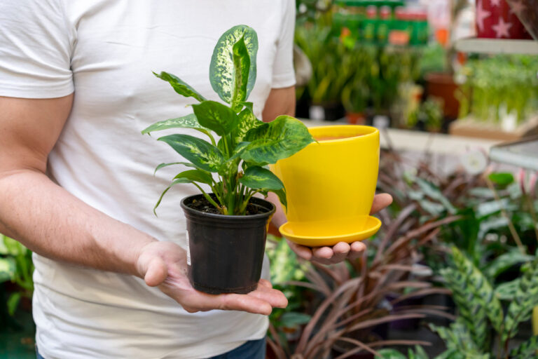 Plor4d85 Pot: Everything You Need to Know plor4d85 pot